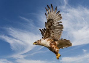 hawk-300x213